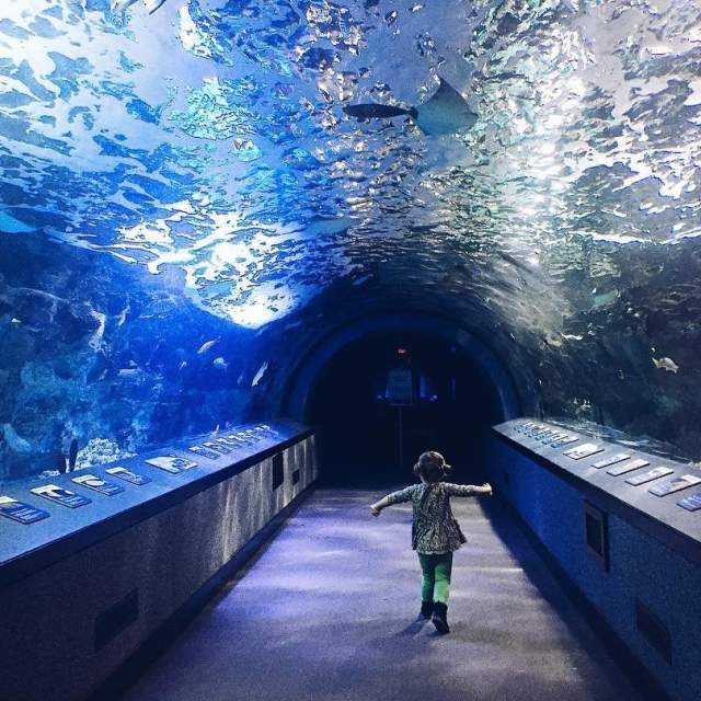 newport-aquarium-girl-child-tunnel-saragreencollective