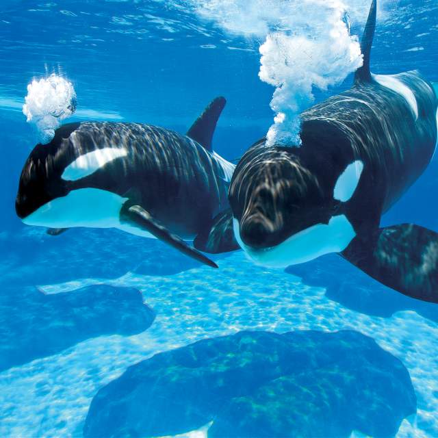 SeaWorld Orlando