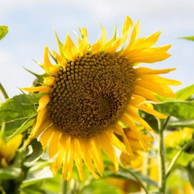 En stor solsikkeblomst