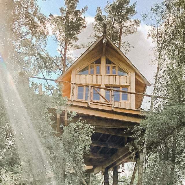 Tretopphytter på Grensen