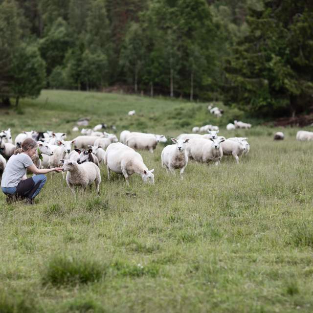 Smakfulle Haldenkanalen - Mellom Fange