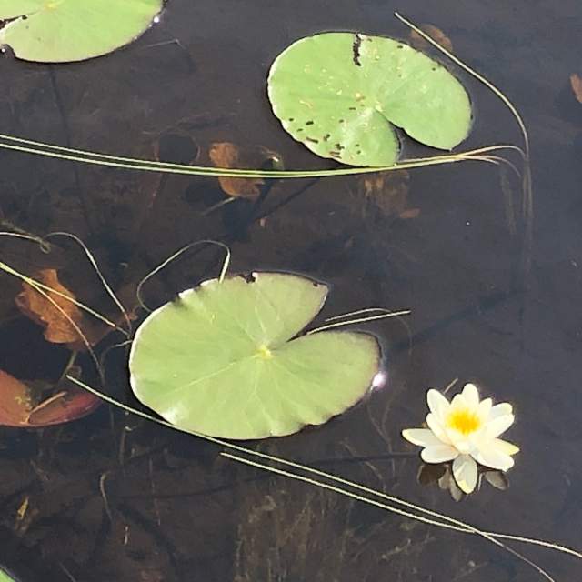 Vannliljeblader og en blomst