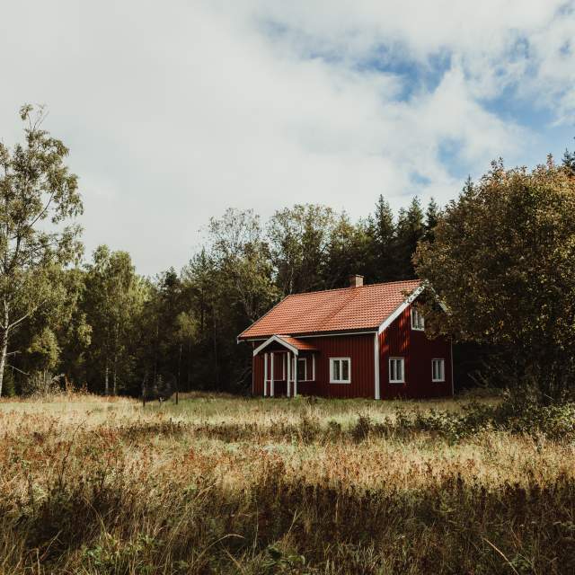 Skogskoie på Hafsrød