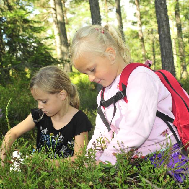 To jenter sitter i lyngen og plukker blåbær