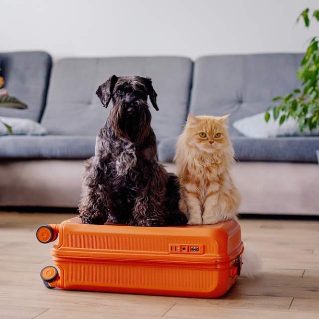 Sort hund og lysebrun katt sitter på en oransje koffert i en stue
