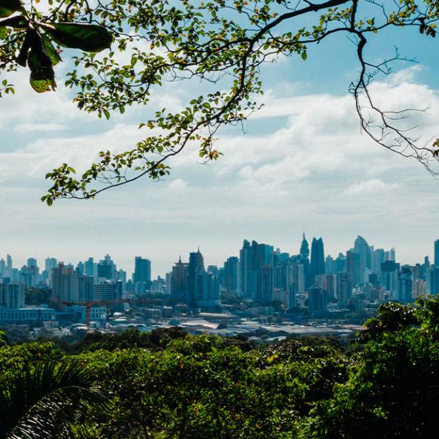 The image shows a view of a city skyline through a frame of lush green trees. The city appears to be in the distance, with tall buildings visible against a blue sky. The foreground is dominated by dense foliage, creating a dark and mysterious contrast with the bright city scene.