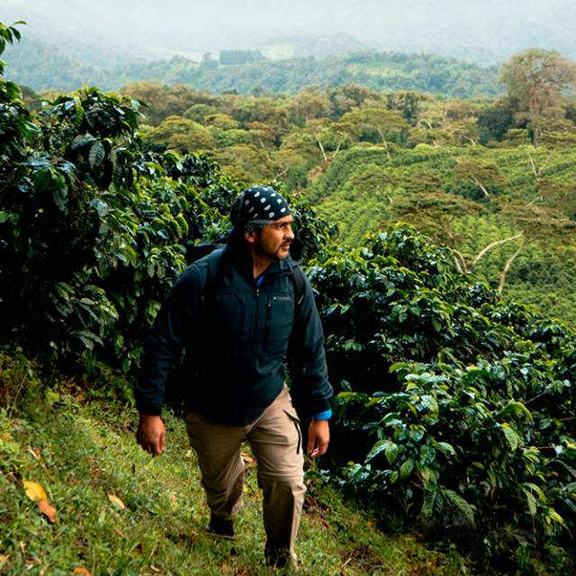 Homem caminhando entre plantações de café nas montanhas de Boquete, cercado por cafezais verdes.