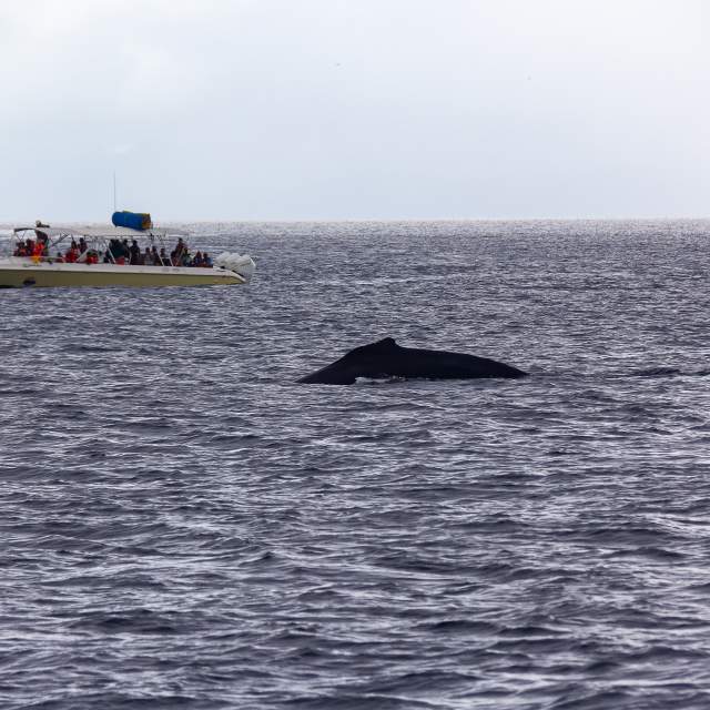 Humpback whale sighting from a tourist boat in the Panamanian Pacific, a popular eco-friendly experience among visitors.