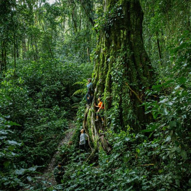 Caminhantes explorando a floresta tropical do Panamá ao lado de uma árvore gigante coberta de vegetação.
