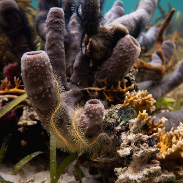 A vibrant underwater shot of purple pillar-like marine growth, with a prominent yellow-striped brittle star in the foreground and a darker brittle star above