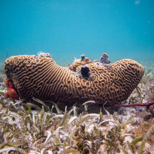 An underwater image of a large, brown brain coral (likely Colpophyllia natans) with a distinct, maze-like pattern on its surface, resting on a sandy seabed covered with green seagrass and other marine life.