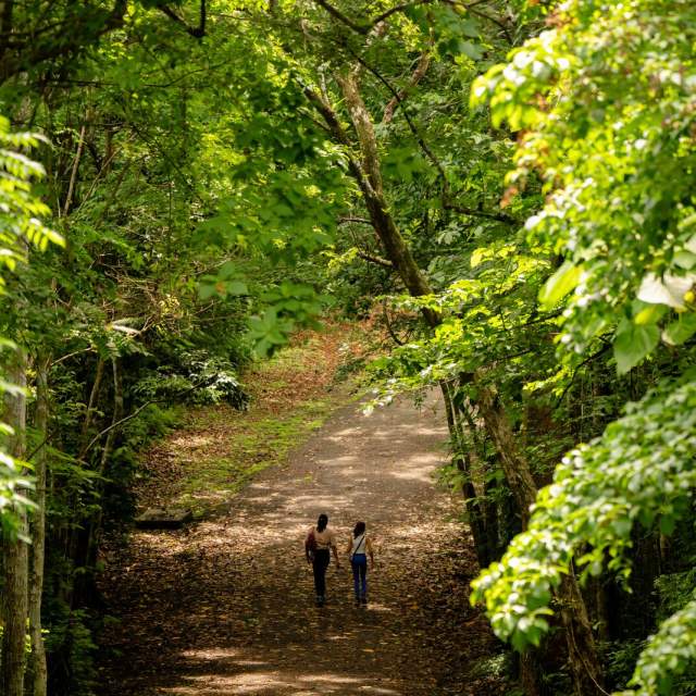 Vista aérea de dos personas caminando por un sendero rodeado de densa vegetación tropical en el Parque Natural Metropolitano de Panamá