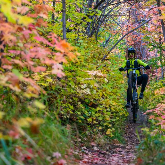 How Do Leaves Change Color in the Fall