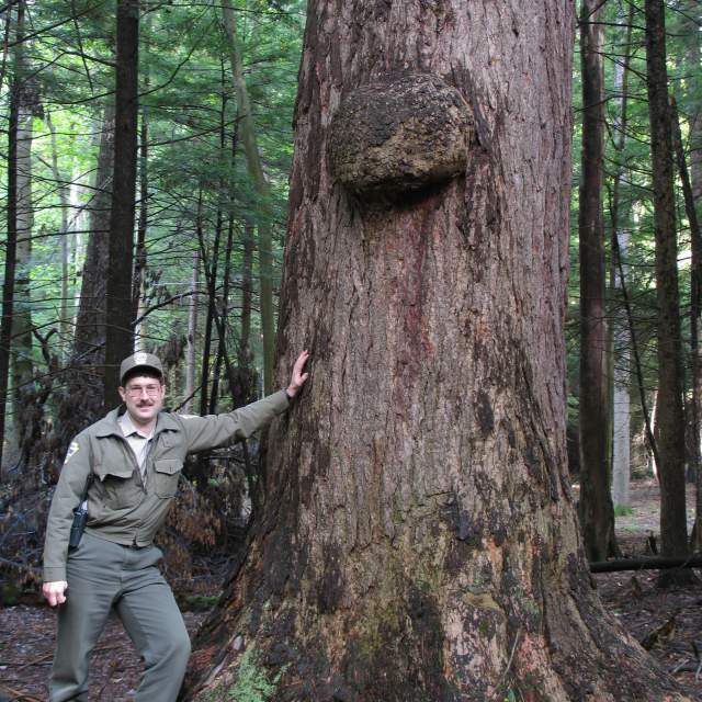 A man leaning up against a large tree in the woods