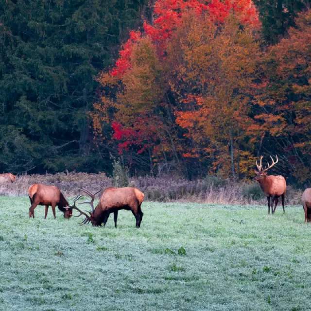 Elk Country