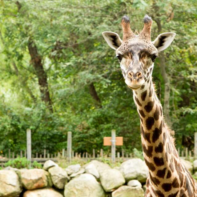 Roger Williams Park Zoo Giraffe Zoom Background