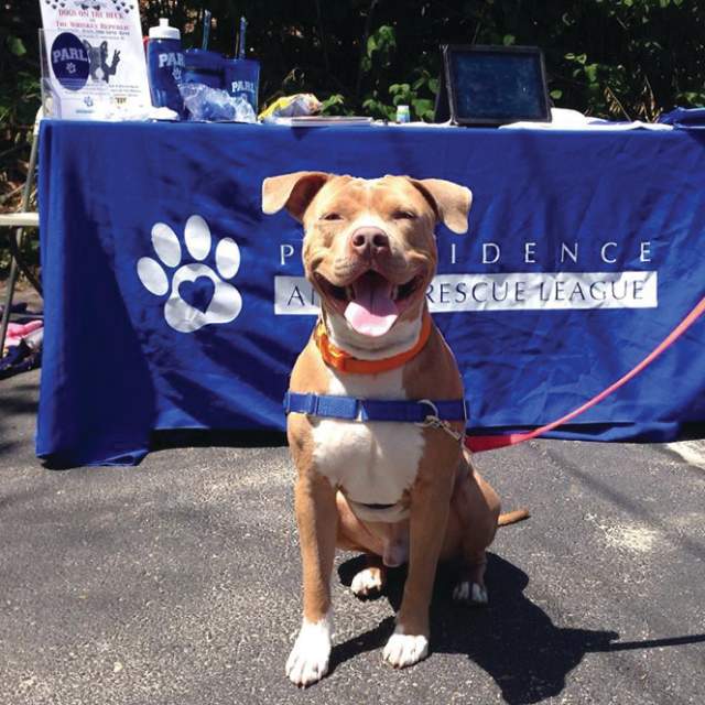 Dog at rescue event