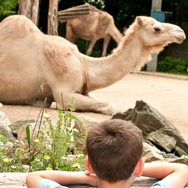 PVD POV: Inside the Zoo: A Conversation with Executive Director Stacey Johnson