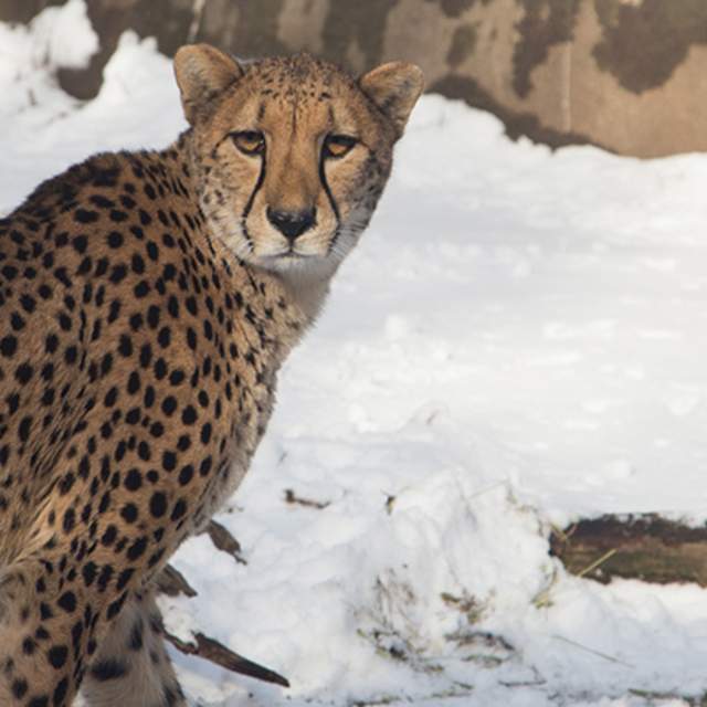 Cheetah among the snow at the Zoo in winter