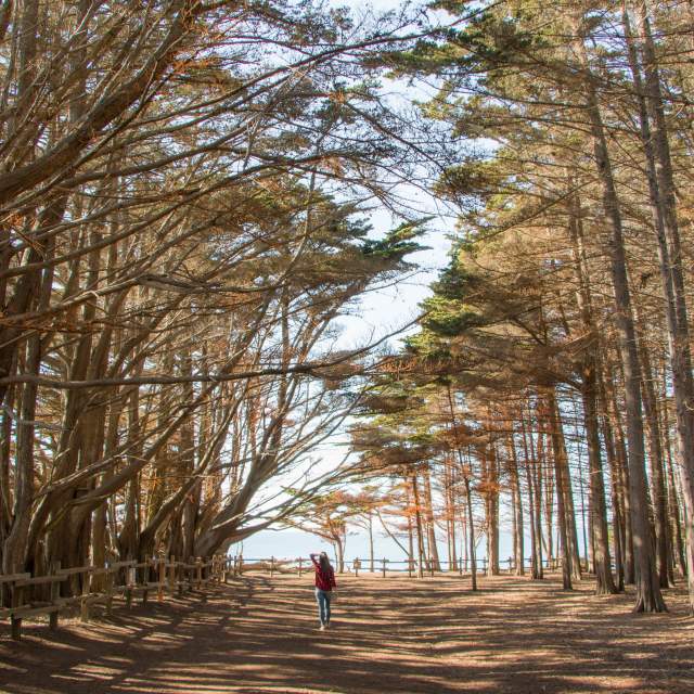 Trail_of_trees_at_Fitzgerald_Marine_Reserve_by Ludmila_Hofman_SanMateoCounty_SiliconValley