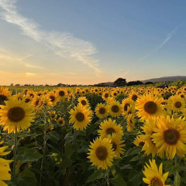 Photo of sunflowers at Andreotti Family Farm