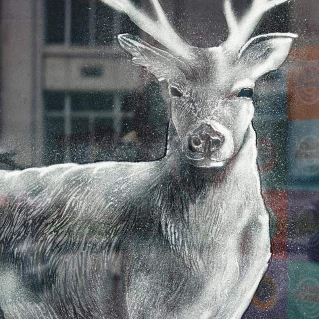 Snow Windows Trail Stag