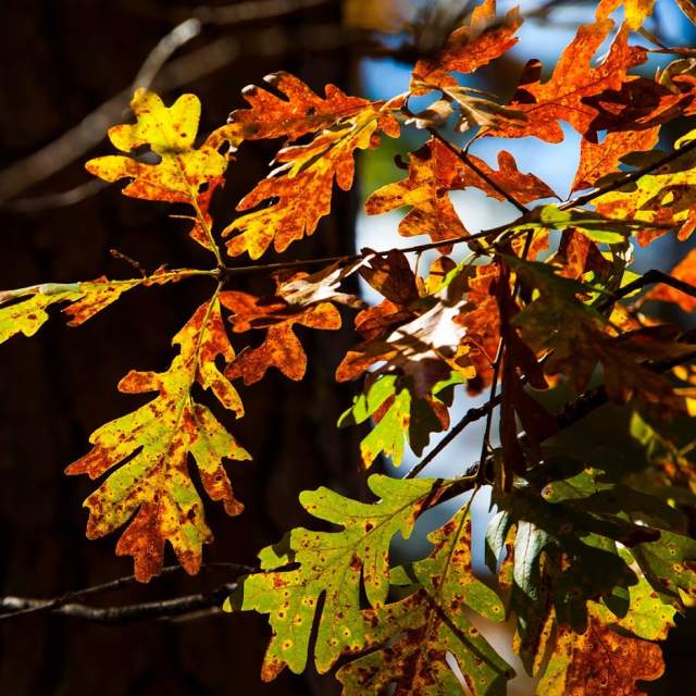 Up Close with Spartanburg's Fall Foliage