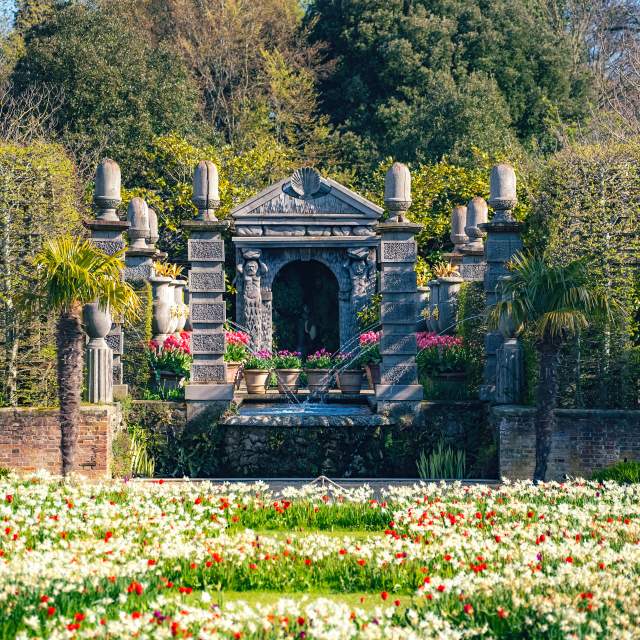 White and red Tulip display at Arundel Castle gardens in Sussex