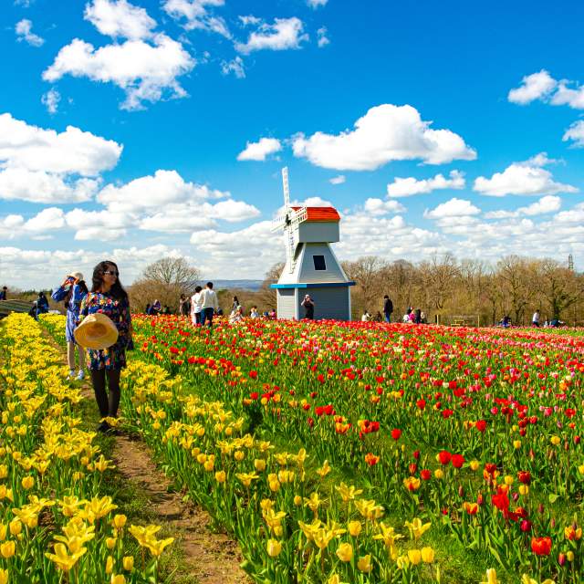 Rows of yellow and red tulips with a windmill in the background, at Tulleys Farm in Sussex
