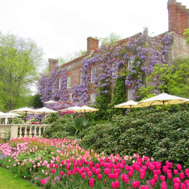 Pashley Manor wisteria with tulips in foreground