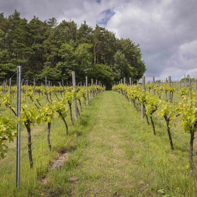 Sedlescombe Vineyard vines stretching away into the distance with a wooded glade on the horizon