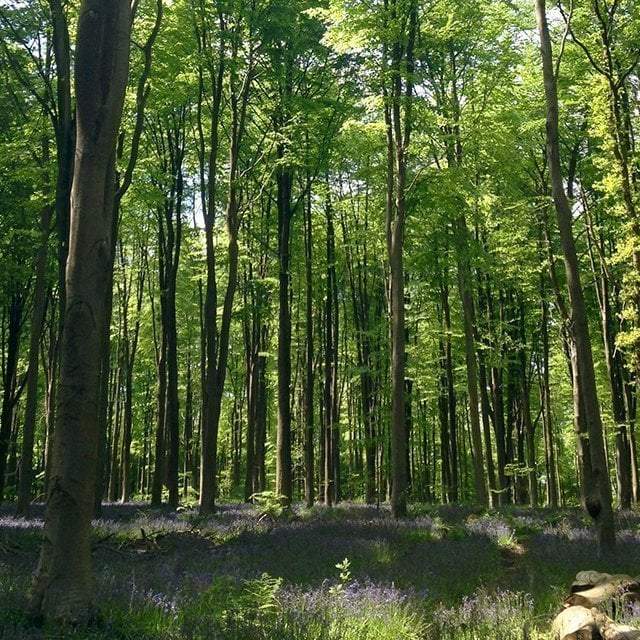 high weald national landscape bluebell woods