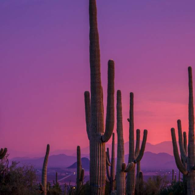 Saguaro Sunset
