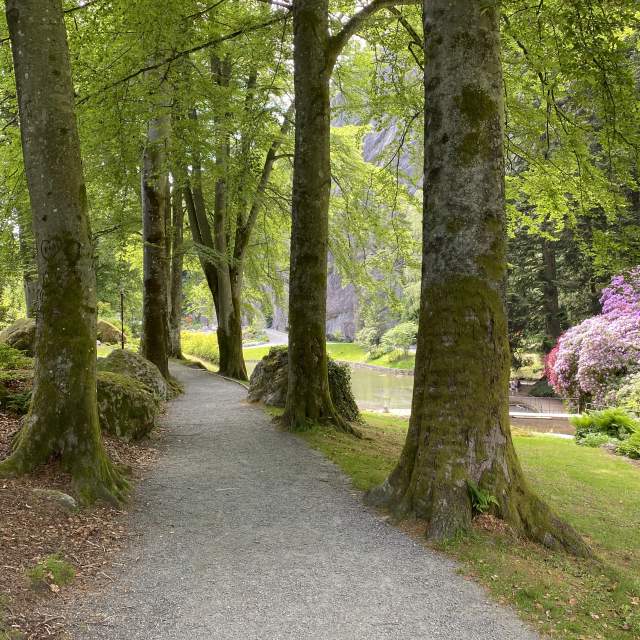 Bøketre-aleen i Ravnedalen, Kristiansand