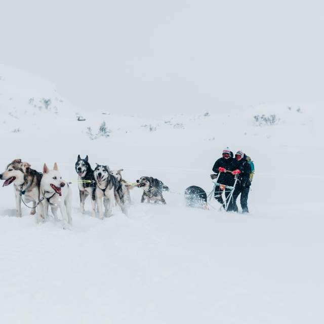 huskykjøring i snø