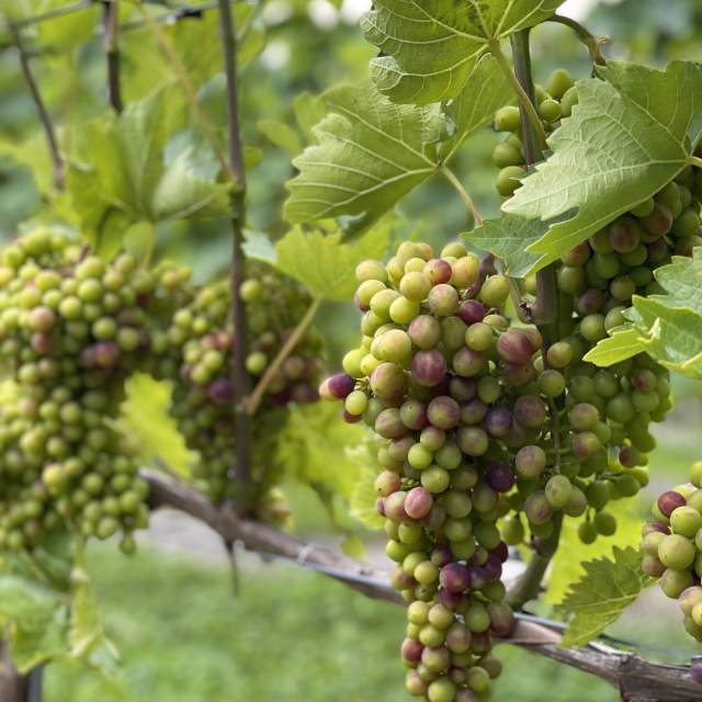Vindruer dyrket på Voie vin i Kristiansand
