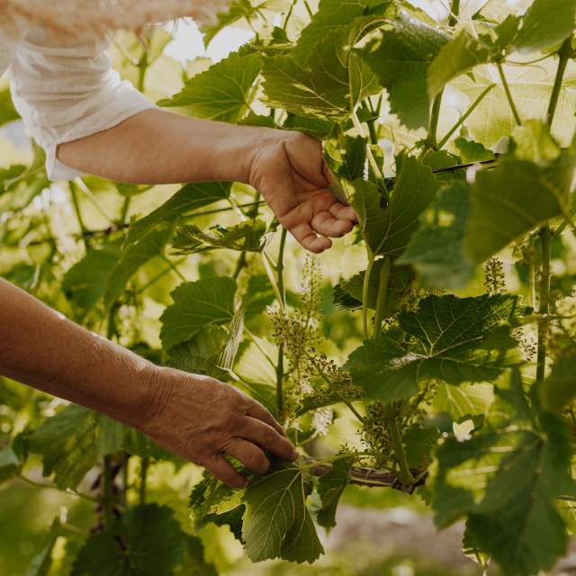 Vinranker på Voie vin