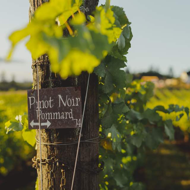 Willamette Valley Wineries Association photo