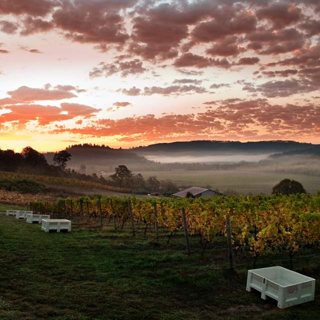 Willamette Valley Wineries Association photo