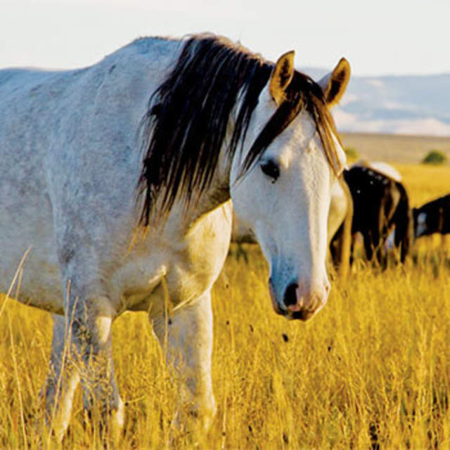 Wild Horse