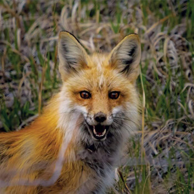 Red Fox