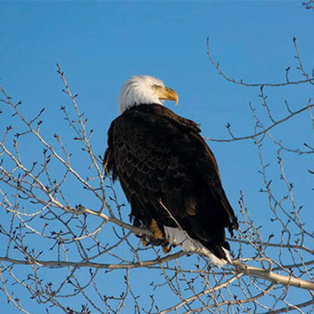 Bald Eagle