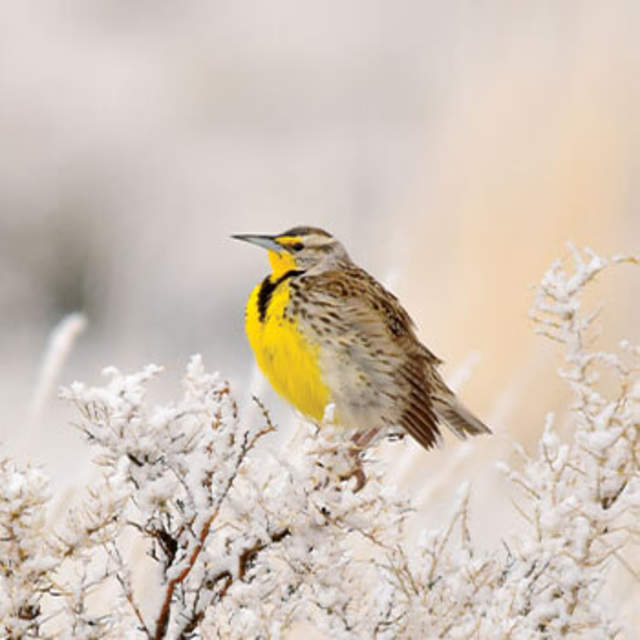 Western Meadowlark