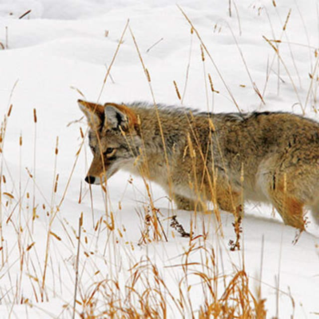 Coyote
