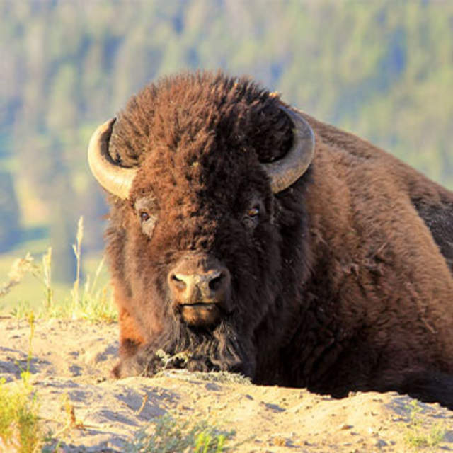 Bison