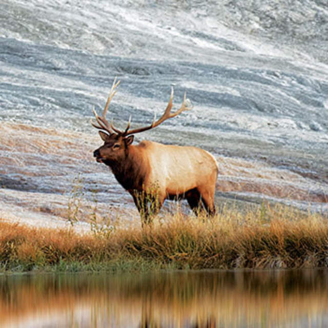 Elk