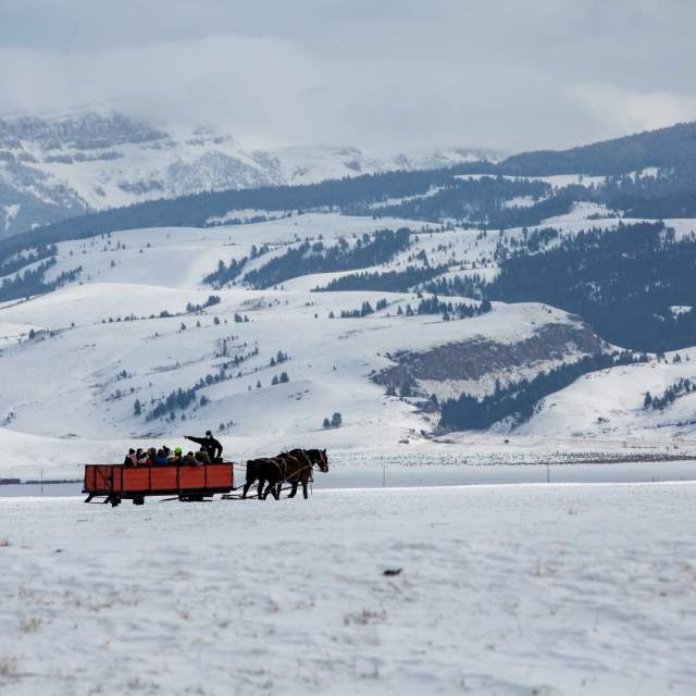 Visitors on a horse-drawn sleigh ride through the National Elk Refuge in Jackson Hole, Teton County, Wyoming.