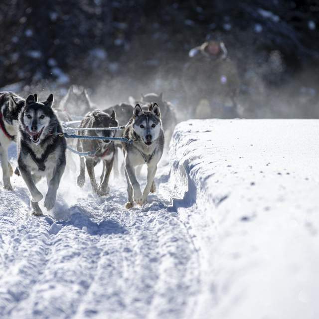 Dog sled team pulling a sled through a snowy trail near Togwotee Pass in Wyoming.