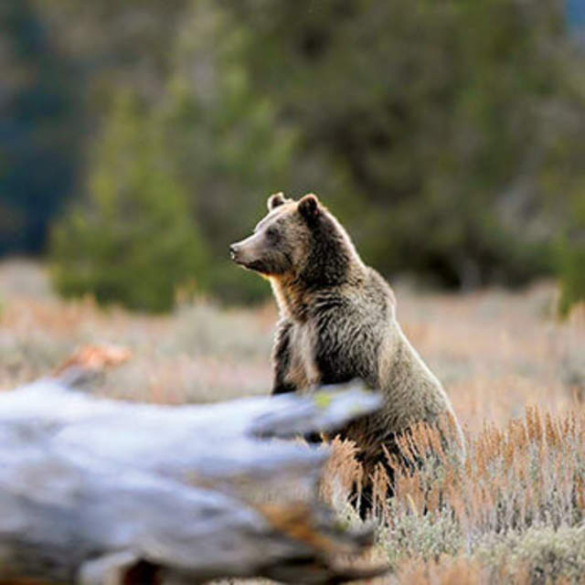 Grizzly Bear