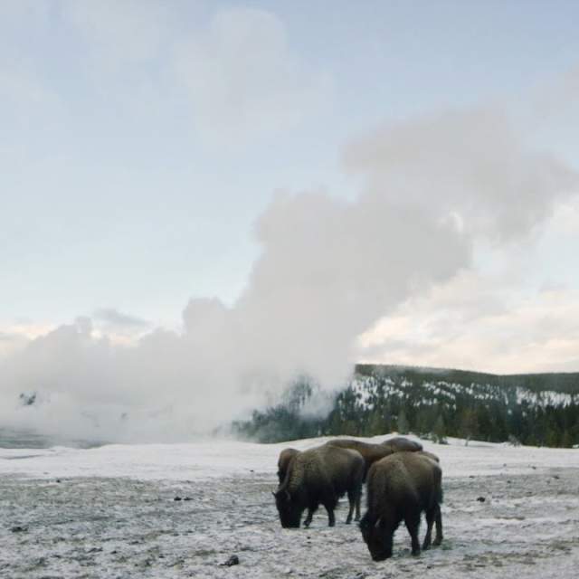 WYResponsibly: How to Safely View Winter Wildlife